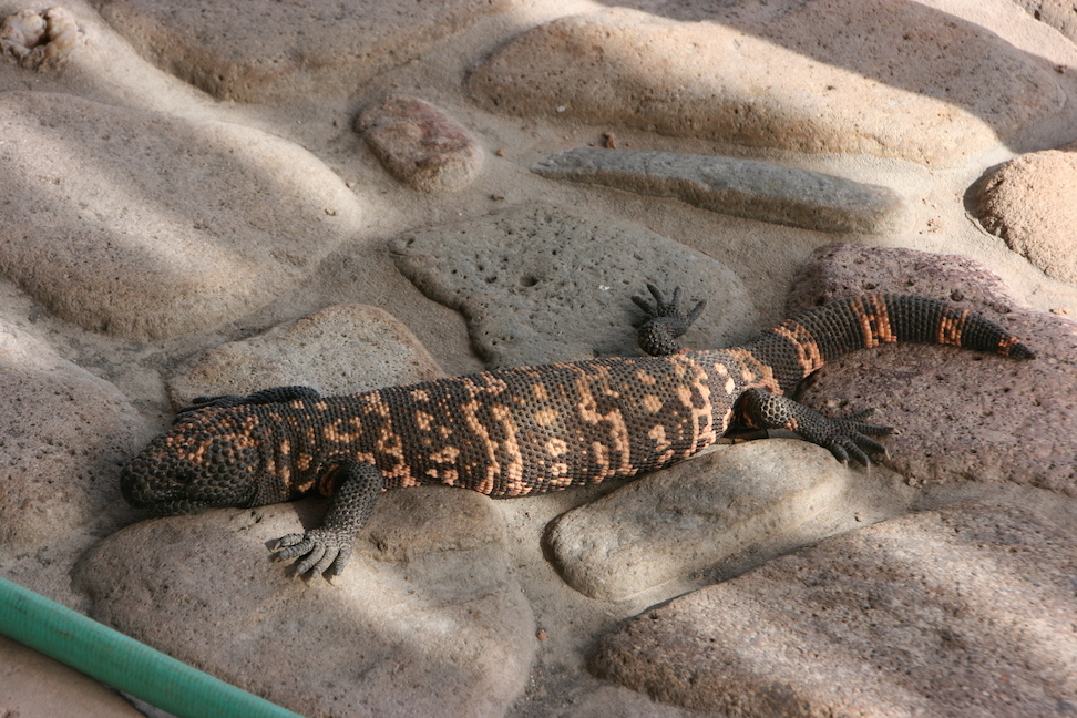 gila monster 1