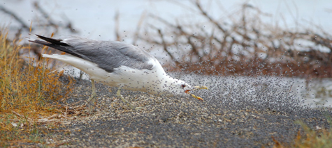 SEA GULL