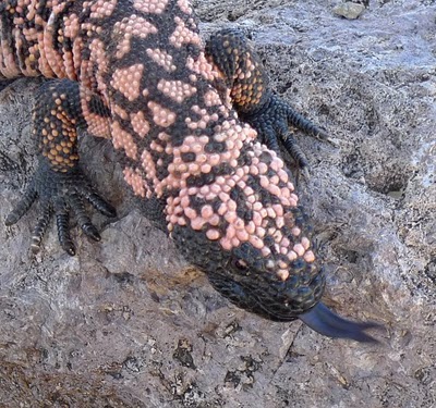 gila monster 4