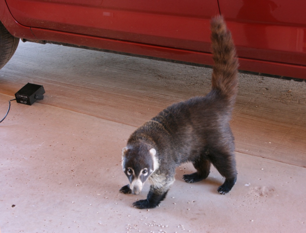 Coati Visit 2