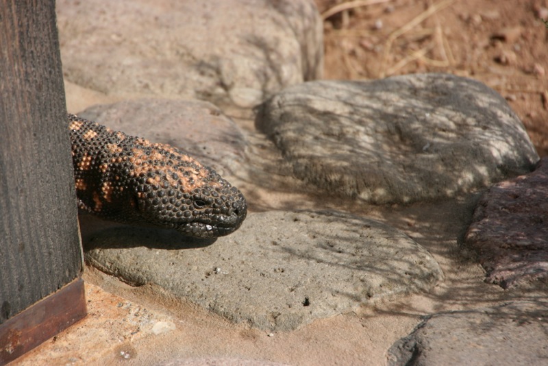 gila monster 3