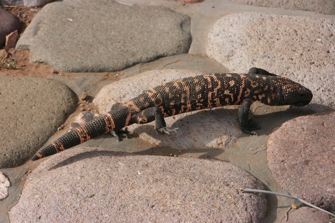 gila monster 2