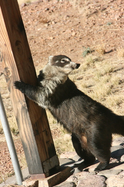 Coati Visit